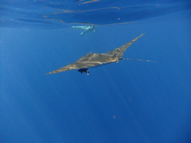 Nadando con una manta raya